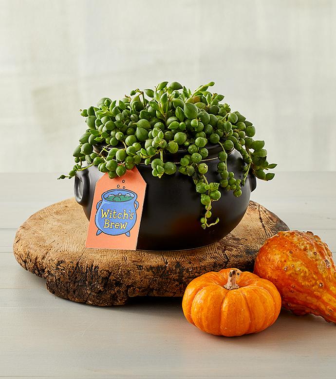 Spooky Cauldron Succulents Gift